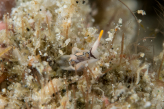 Unknown Siphopteron or Gastropteron