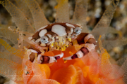 Harlequin Swimming Crab - Lissocarcinus leavis Harlequin Swimming Crab - Lissocarcinus leavis