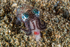 Berry's Bobtail Squid - Euprymna berryi