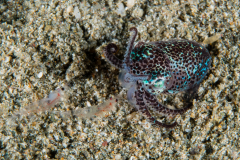 Berry's Bobtail Squid - Euprymna berryi