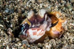 Coconut Octopus - Amphioctopus marginatus