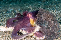Coconut Octopus - Amphioctopus marginatus