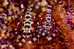Coleman Shrimp - Periclimenes colemani
