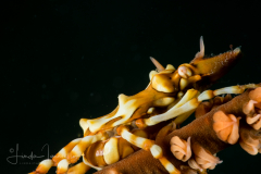 Conical Spider Crab - Xenocarcinus conicus