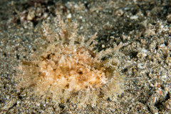 Cowry - Erosaria miliaris (Gmelin, 1793)