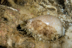 Cowry - Erosaria miliaris (Gmelin, 1793)