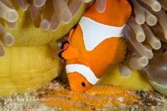 False Clown Anemonefish - Amphiprion ocellaris
