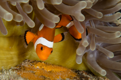 False Clown Anemonefish - Amphiprion ocellaris