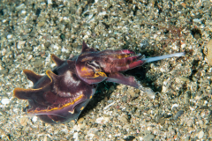 Flamboyant Cuttlefish - Metasepia pfefferi