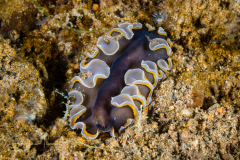 Flatworm - Pseudobiceros uniarborensis