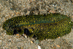 Flatworm - Unknown