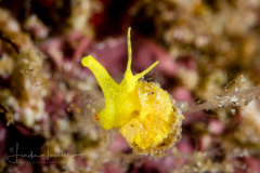 Golden Wentletrap  - Epidendrium billeeanum (DuShane & Bratcher, 1965)