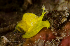Golden Wentletrap  - Epidendrium billeeanum (DuShane & Bratcher, 1965)