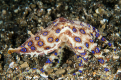 Greater Blue-Ringed Octopus - Hapalochlaena lunulata