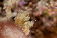 Hairy Shrimp
