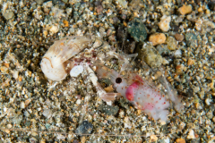 Hermit Crab Eating a Shrimp