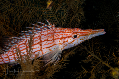 Longnose Hawkfish - Oxycirrhites typus