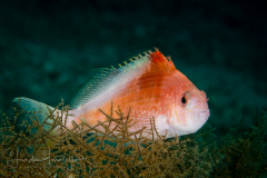 Lyretail Hawkfish - Cyprinocirrhites polyactis