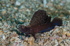 Magnificent Shrimpboby - Tomiyamichthys sp.