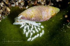 Mitridae