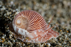 Moon Snail - Naticarius gracilis