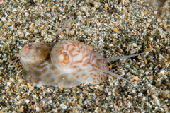 Natica buriasensis (Récluz, 1844)