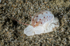 Naticarius alapapilionis (Röding, 1798)