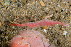 Ocellated Tozeuma Shrimp - Tozeuma lanceolatum