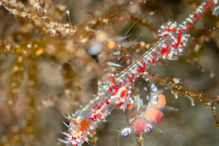 Ornate Ghost Pipefish - Solenostomus paradoxus - Juvenile