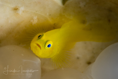 Ornate Goby - Lubricogobius exiguus