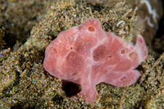 Painted Frogfish - Antennarius pictus ?