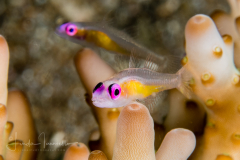 Pinkeye Goby - Bryaninops natans