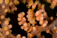Pygmy Seahorse - Hippocampus bargibanti