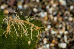 Skeleton Shrimp - Caprella sp.