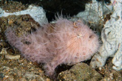 Striated Frogfish - Antennarius striatus