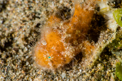 Striated Frogfish - Antennarius striatus