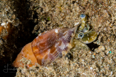 Strombus dentatus (Linnaeus, 1758)