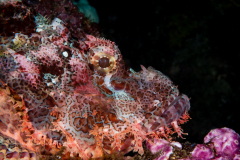 Tasseled Scorpionfish - Scorpaenopsis oxycephala