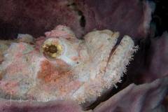 Tasseled Scorpionfish - Scorpaenopsis oxycephala