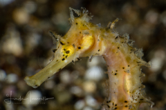 Thorny Seahorse - Hippocampus taeniopterus