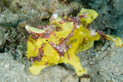 Warty Frogfish - Antennarius maculatus