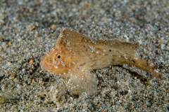 Waspfish