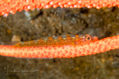 Whip Goby