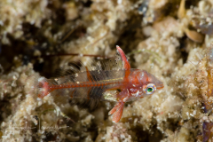 Wrasse - Juvenile ?
