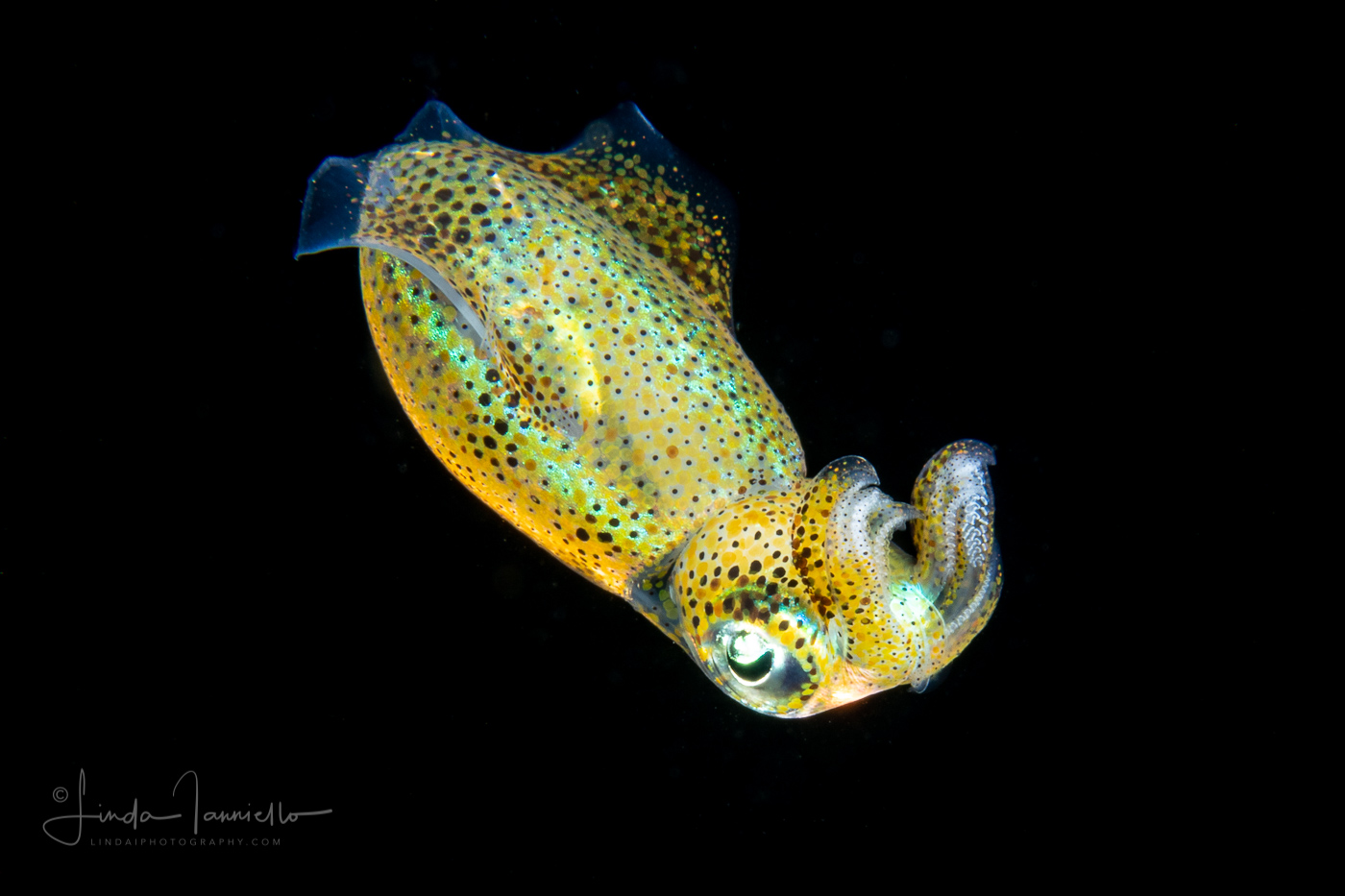 Bigfin Reef Squid - Depioteuthis lesdoniana - Juvenile