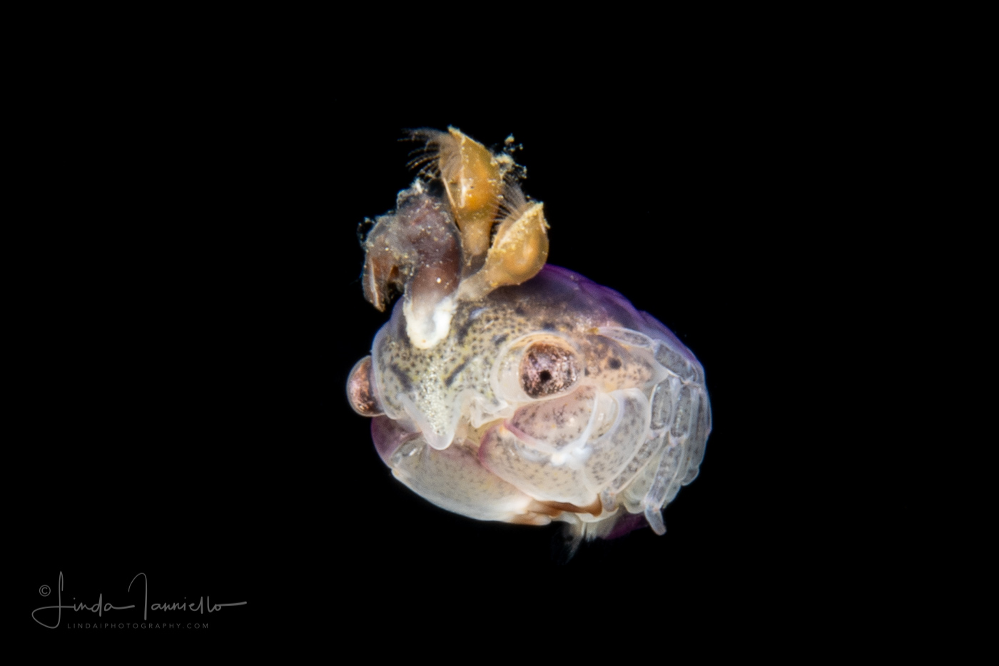 Crab Megalopa Larva with Barnacles
