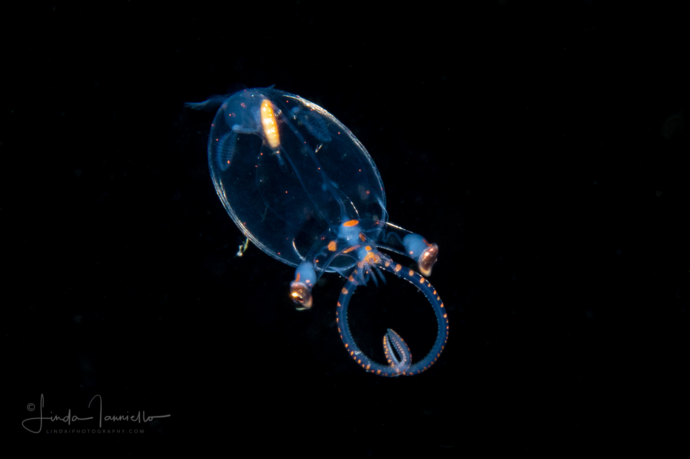 Glass Squid - Cranchiidae