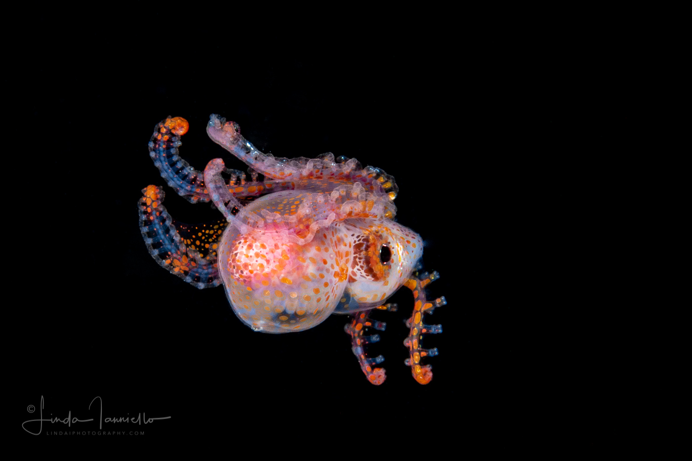Male Blanket Octopus - Tremoctopus violaceus