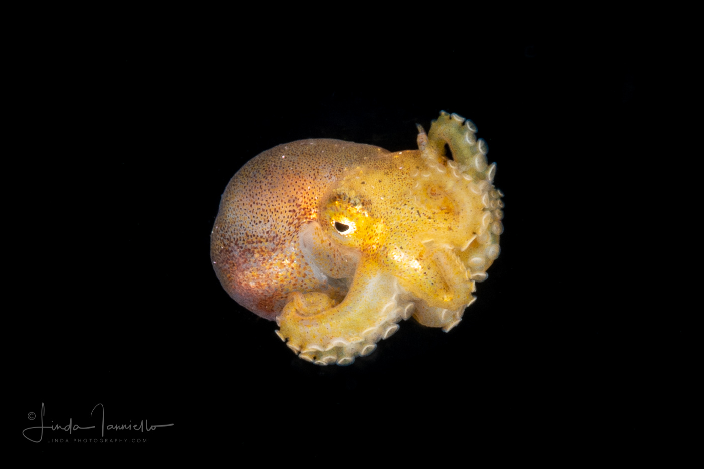 Octopus Larva