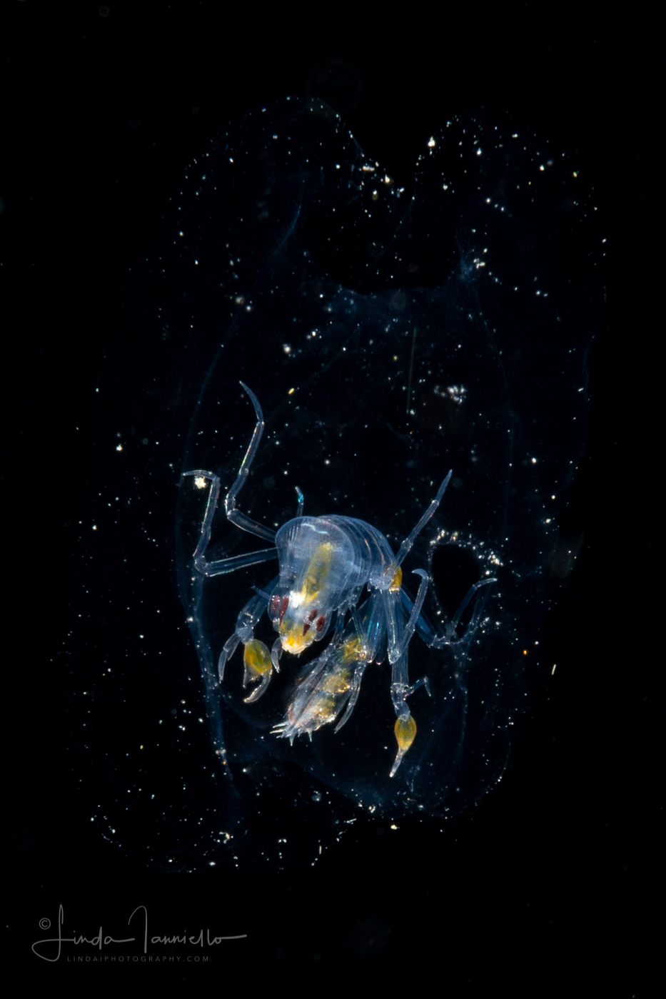 Phronima Pelagic Amphipod